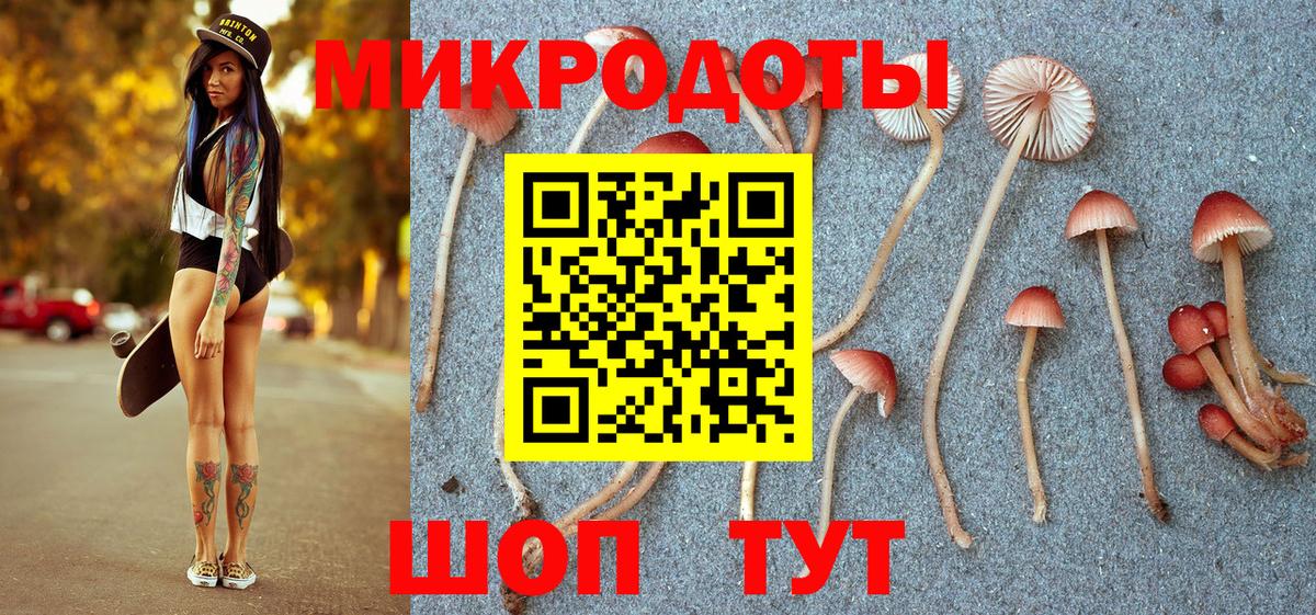 Галлюциногенные грибы Psilocybe Рубцовск